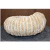 Image 4 : Big Raw AMMONITE Fossil Specimen