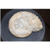 Image 5 : Big Raw AMMONITE Fossil Specimen