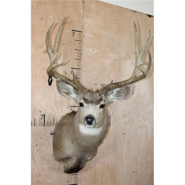 XL 14-Point MULE DEER Shoulder Mount