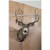 Image 3 : XL 14-Point MULE DEER Shoulder Mount