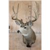 Image 4 : XL 14-Point MULE DEER Shoulder Mount