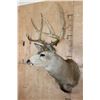 Image 5 : XL 14-Point MULE DEER Shoulder Mount