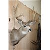 Image 6 : XL 14-Point MULE DEER Shoulder Mount