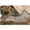 Image 7 : XL 14-Point MULE DEER Shoulder Mount