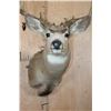 Image 8 : XL 14-Point MULE DEER Shoulder Mount