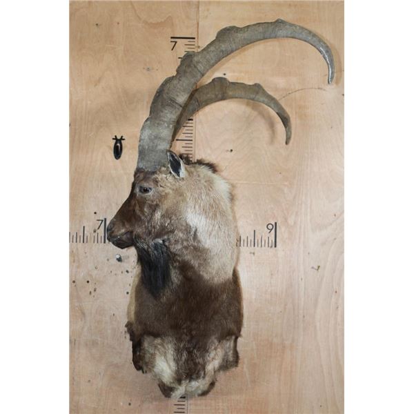 Big PERSIAN or BEZAAR IBEX Shoulder Mount