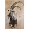 Image 1 : Big PERSIAN or BEZAAR IBEX Shoulder Mount