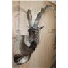 Image 2 : Big PERSIAN or BEZAAR IBEX Shoulder Mount
