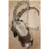 Image 3 : Big PERSIAN or BEZAAR IBEX Shoulder Mount