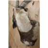 Image 4 : Big PERSIAN or BEZAAR IBEX Shoulder Mount