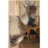 Image 5 : Big PERSIAN or BEZAAR IBEX Shoulder Mount