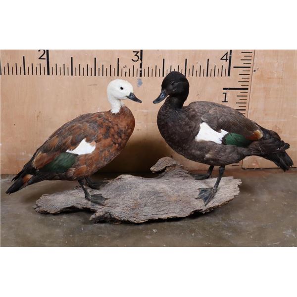 2 PARADISE SHELDUCKS on a Driftwood Base