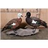 Image 1 : 2 PARADISE SHELDUCKS on a Driftwood Base