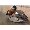 Image 2 : 2 PARADISE SHELDUCKS on a Driftwood Base