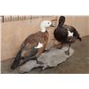 Image 3 : 2 PARADISE SHELDUCKS on a Driftwood Base