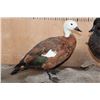 Image 4 : 2 PARADISE SHELDUCKS on a Driftwood Base