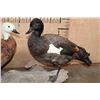 Image 5 : 2 PARADISE SHELDUCKS on a Driftwood Base