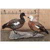 Image 6 : 2 PARADISE SHELDUCKS on a Driftwood Base