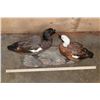 Image 7 : 2 PARADISE SHELDUCKS on a Driftwood Base