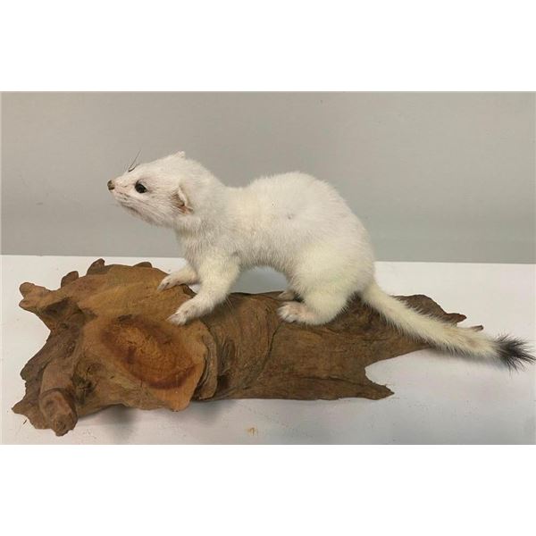 Life-sized North American WEASEL or ERMINE on a Driftwood Base