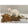 Image 1 : Life-sized North American WEASEL or ERMINE on a Driftwood Base