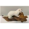 Image 3 : Life-sized North American WEASEL or ERMINE on a Driftwood Base