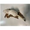 Image 4 : Life-sized North American WEASEL or ERMINE on a Driftwood Base