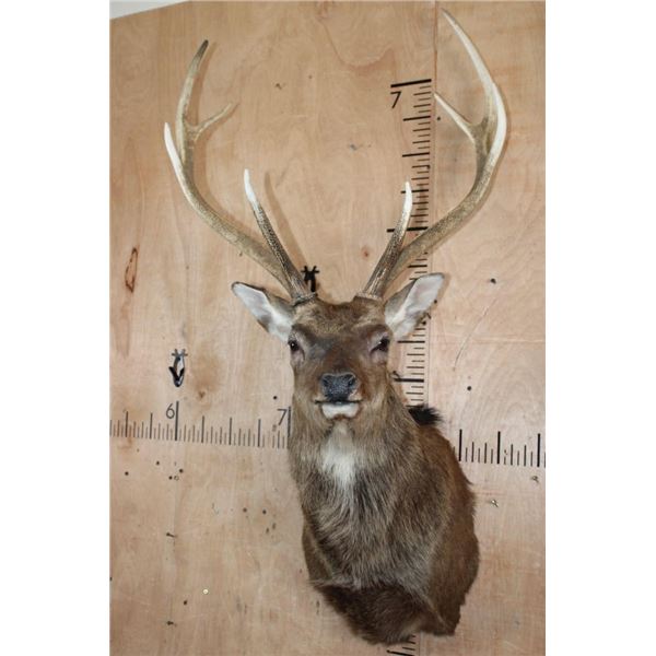 Big 8-Point MANCHURIAN SIKA DEER Shoulder Mount