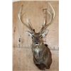 Image 1 : Big 8-Point MANCHURIAN SIKA DEER Shoulder Mount