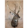 Image 2 : Big 8-Point MANCHURIAN SIKA DEER Shoulder Mount