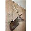 Image 3 : Big 8-Point MANCHURIAN SIKA DEER Shoulder Mount