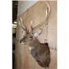 Image 4 : Big 8-Point MANCHURIAN SIKA DEER Shoulder Mount