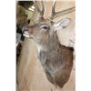 Image 5 : Big 8-Point MANCHURIAN SIKA DEER Shoulder Mount