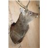 Image 6 : Big 8-Point MANCHURIAN SIKA DEER Shoulder Mount