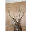 Image 7 : Big 8-Point MANCHURIAN SIKA DEER Shoulder Mount