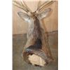 Image 8 : Big 8-Point MANCHURIAN SIKA DEER Shoulder Mount