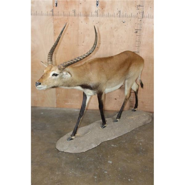 Life-sized KAFUE LECHWE on a Natural Base