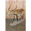 Image 1 : Life-sized KAFUE LECHWE on a Natural Base