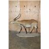Image 2 : Life-sized KAFUE LECHWE on a Natural Base