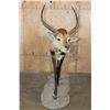 Image 3 : Life-sized KAFUE LECHWE on a Natural Base