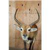 Image 4 : Life-sized KAFUE LECHWE on a Natural Base