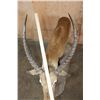 Image 5 : Life-sized KAFUE LECHWE on a Natural Base