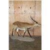 Image 6 : Life-sized KAFUE LECHWE on a Natural Base