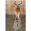 Image 7 : Life-sized KAFUE LECHWE on a Natural Base
