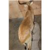 Image 8 : Life-sized KAFUE LECHWE on a Natural Base