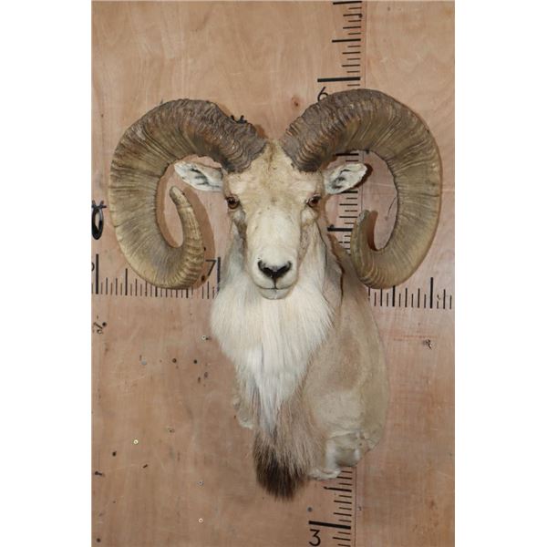 *TEXAS RESIDENTS ONLY* XL TRANSCASPIAN URIAL SHEEP Ram Shoulder Mount