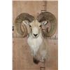 Image 1 : *TEXAS RESIDENTS ONLY* XL TRANSCASPIAN URIAL SHEEP Ram Shoulder Mount