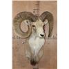 Image 2 : *TEXAS RESIDENTS ONLY* XL TRANSCASPIAN URIAL SHEEP Ram Shoulder Mount