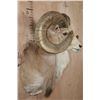Image 3 : *TEXAS RESIDENTS ONLY* XL TRANSCASPIAN URIAL SHEEP Ram Shoulder Mount