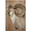 Image 4 : *TEXAS RESIDENTS ONLY* XL TRANSCASPIAN URIAL SHEEP Ram Shoulder Mount